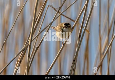 Sedge-Waldsänger, Acrocephalus schoenobaenus, thront im Schilfbett, im Frühjahr. Dorset. Stockfoto