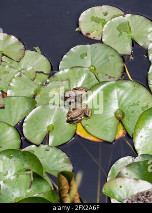 Zwei Frösche im Wasser auf Seerosen Stockfoto