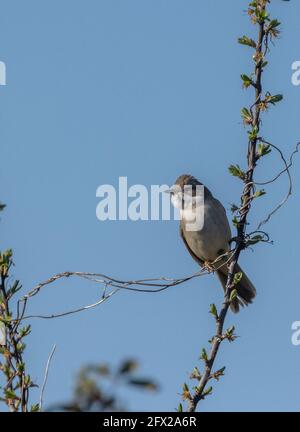 Männchen gewöhnlicher Weißkehlchen, Sylvia communis, im Frühjahr auf Liederpost. Stockfoto