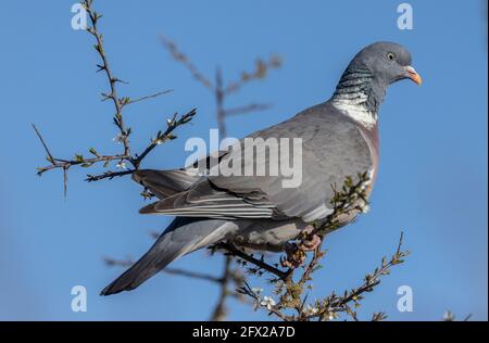 Im Frühjahr thront Columba palumbus, eine Waldtaube, in einem Dornbusch. Stockfoto