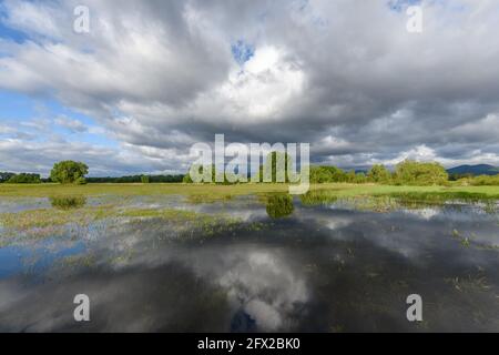 Blühende Wiese im Frühjahr bei bewölktem Wetter in der französischen Landschaft überflutet. Stockfoto