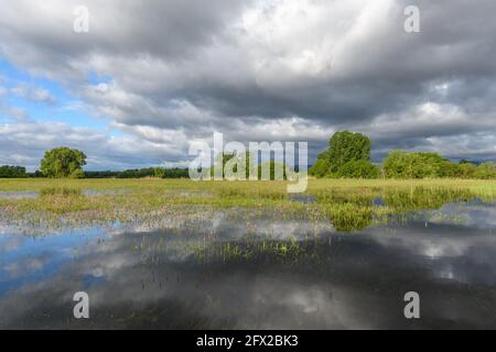 Blühende Wiese im Frühjahr bei bewölktem Wetter in der französischen Landschaft überflutet. Stockfoto