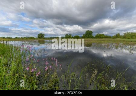 Blühende Wiese im Frühjahr bei bewölktem Wetter in der französischen Landschaft überflutet. Stockfoto