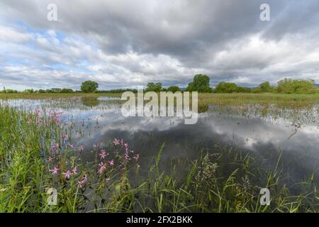 Blühende Wiese im Frühjahr bei bewölktem Wetter in der französischen Landschaft überflutet. Stockfoto