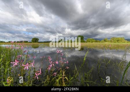 Blühende Wiese im Frühjahr bei bewölktem Wetter in der französischen Landschaft überflutet. Stockfoto