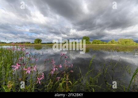 Blühende Wiese im Frühjahr bei bewölktem Wetter in der französischen Landschaft überflutet. Stockfoto