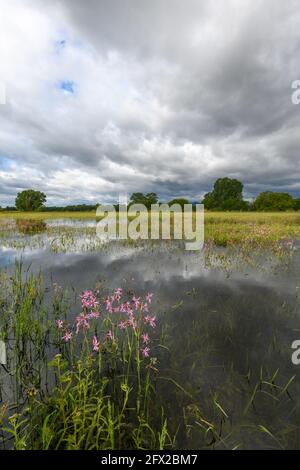 Blühende Wiese im Frühjahr bei bewölktem Wetter in der französischen Landschaft überflutet. Stockfoto