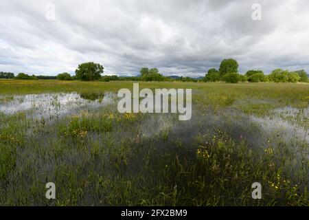 Blühende Wiese im Frühjahr bei bewölktem Wetter in der französischen Landschaft überflutet. Stockfoto