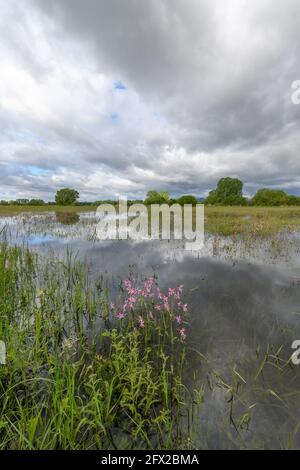 Blühende Wiese im Frühjahr bei bewölktem Wetter in der französischen Landschaft überflutet. Stockfoto