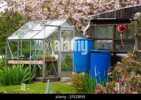 Zuteilung, Gemüse, Pflaster, Komposthaufen, Kohlpflaster, Planung, Layout, organische Ziele, Pflanzen, die Sie anbauen, Ernte, Bio-Gartenarbeit, Brassiken. Stockfoto