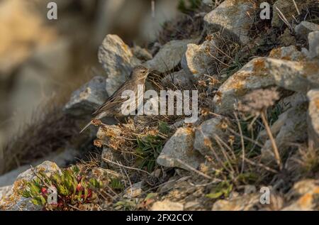 Felspipit, Anthus petrosus, in der Brutzeit, Dorset-Küste. Stockfoto