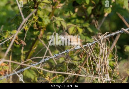 Rüde gewöhnlicher Weißkehlchen, Sylvia communis, singt in Peeling um die Brutstätte. Dorset. Stockfoto