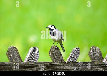 Nahaufnahme einer Bachstelze, motacilla alba. Vogel auf einem Holzzaun mit grüner Wiese im Hintergrund. Singvögel mit schwarzem, grauem und weißem Gefieder Stockfoto