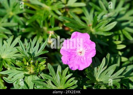 Blutroter Cranesbill, Geranium sanguineum. Nahaufnahme der Blume und der Pflanze. Hardy Staude im Garten. Stockfoto