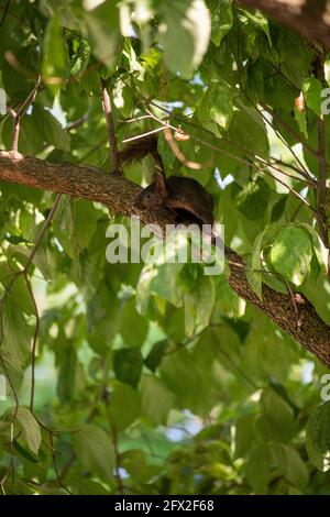 Porträt eines Ostgrauen Eichhörnchen (Sciurus carolinensis) in einem Baum. Schwarze Phase. Stockfoto