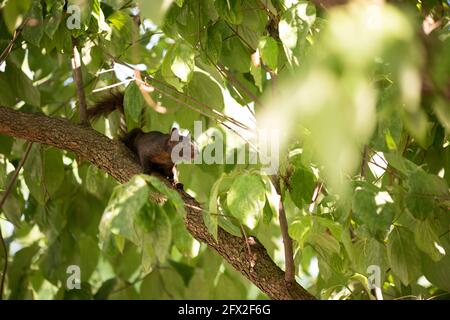 Porträt eines Ostgrauen Eichhörnchen (Sciurus carolinensis) in einem Baum. Schwarze Phase. Stockfoto