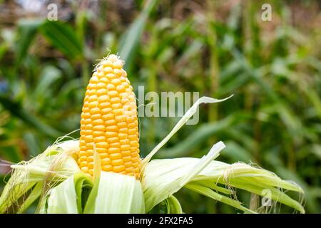 Die Ähre des süßen Mais in der Schale auf dem Feld mit dem Mais, kopieren die Fläche für den Text. Gesundheit Stockfoto