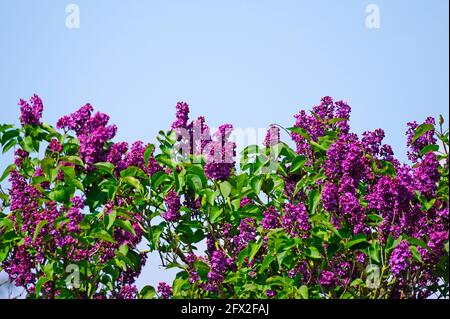 Fliederblüten aus Flieder mit blauem Himmel im Hintergrund. Nahaufnahme von lila großen Blüten. Syringa. Stockfoto