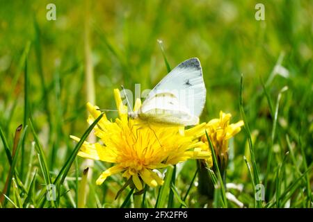 Auf der Blüte des Dandelions sitzt ein kleiner Weißkohlschmetterling. Nahaufnahme von Insekten in natürlicher Umgebung. Pieris rapae. Stockfoto