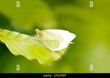 Kleiner Weißkohlschmetterling sitzt auf einem grünen Blatt. Nahaufnahme von Insekten in natürlicher Umgebung mit grünem Hintergrund. Pieris rapae. Stockfoto
