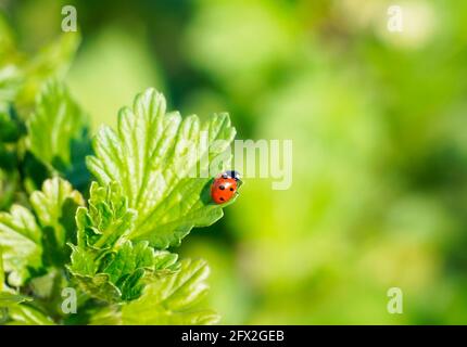 Kleiner roter Marienkäfer auf einem grünen Johannisbeerblatt. Grüner natürlicher Hintergrund. Nahaufnahme eines Insekts. Roter Käfer mit Punkten. Stockfoto