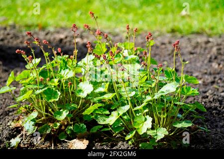 Violette Glocken, Heuchera in Nahaufnahme. Blühende winterharte Staude im Garten. Stockfoto