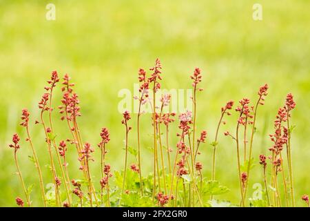 Violette Glocken, Heuchera in Nahaufnahme. Blühende winterharte Staude im Garten. Stockfoto