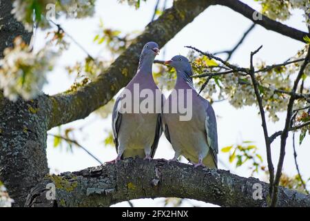 Auf einem Ast im Kirschbaum sitzen zwei Turteltauben. Columba palumbus. Vögel mit grauem Gefieder. Europäischer Vogel. Stockfoto