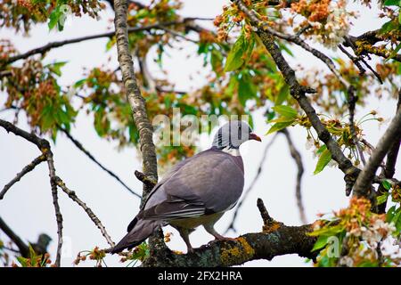 Holztaube sitzt auf einem Ast im Kirschbaum. Columba palumbus. Vogel mit grauem Gefieder. Europäischer Vogel. Stockfoto