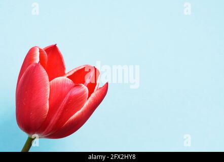 Rote Tulpe in Nahaufnahme. Heller Hintergrund mit roter Blume im Vordergrund. Frühlingsblumen. Stockfoto