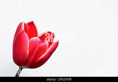 Rote Tulpe in Nahaufnahme. Heller Hintergrund mit roter Blume im Vordergrund. Frühlingsblumen. Stockfoto