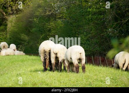 Schafe auf einer grünen Wiese. Herde von Schafen, die auf einer Weide grasen. Herdentiere, Säugetiere. Stockfoto