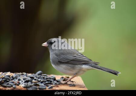 Ein schieferfarbener junco am Futterhäuschen Stockfoto