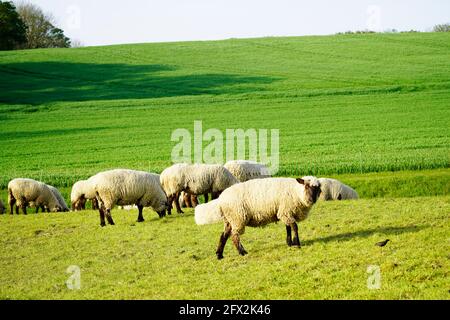 Schafe auf einer grünen Wiese. Herde von Schafen, die auf einer Weide grasen. Herdentiere, Säugetiere. Stockfoto