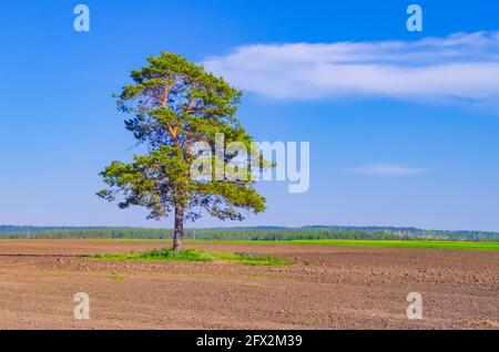 Einsamer Baum auf dem leeren Feld mit Kopierraum Stockfoto