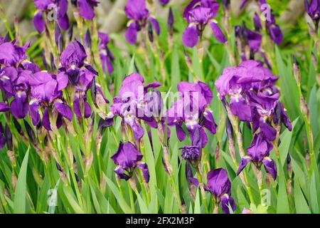 Nahaufnahme der sibirischen Iris mit großen violetten Blüten. Winterharte Stauden für den Garten. Gartenbett im Frühling. Stockfoto