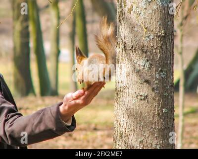 Füttern von Eichhörnchen im Herbstpark. Männliche Hand, die ein Walnusshörnchen gibt. Nahaufnahme, Stockfoto