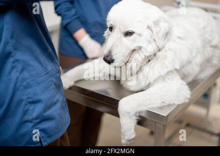 Glücklicher Hund liegt am Untersuchungstisch in der Tierarztklinik und wartet, während Tierärzte sich auf die Untersuchung und das Verfahren im Hintergrund vorbereiten. Patienten beruhigen. Tierpflege. Hund hat keine Angst Stockfoto