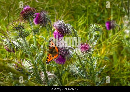 Ein Schmetterling auf EINEM Distel im Sommer, England Stockfoto