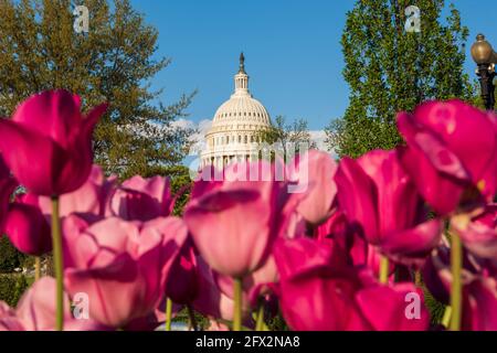 Die Kuppel des Kapitols der Vereinigten Staaten wird von rosa Tulpen umrahmt. Geringe Schärfentiefe. Stockfoto