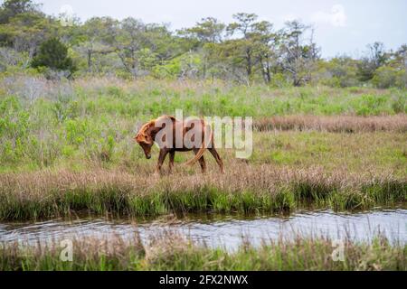 Ein wildes Pony grast in den Gräsern an der Bucht von Assateague Island National Seashore. Stockfoto