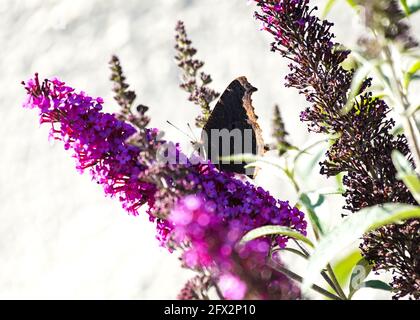 Trauermantel Schmetterling sammelt Pollen auf einer Buddleia-Pflanze in einem Stadtgarten, Los Angeles, Kalifornien, 9. Mai 2021 Foto von Jennifer Graylock-Graylock.com 917-519-7666 Stockfoto