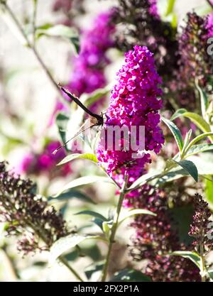 Trauermantel Schmetterling sammelt Pollen auf einer Buddleia-Pflanze in einem Stadtgarten, Los Angeles, Kalifornien, 9. Mai 2021 Foto von Jennifer Graylock-Graylock.com 917-519-7666 Stockfoto