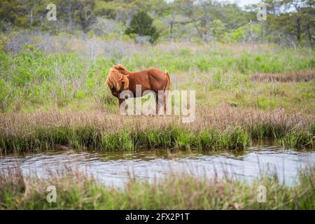 Ein wildes Pony grast in den Gräsern an der Bucht von Assateague Island National Seashore. Stockfoto