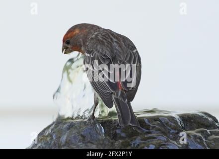 Purple Finch trinkt Wasser aus dem Brunnen, Los Angeles, Kalifornien, 9. Mai 2021 Foto von Jennifer Graylock-Graylock.com 917-519-7666 Stockfoto
