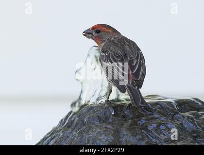 Purple Finch trinkt Wasser aus dem Brunnen, Los Angeles, Kalifornien, 9. Mai 2021 Foto von Jennifer Graylock-Graylock.com 917-519-7666 Stockfoto