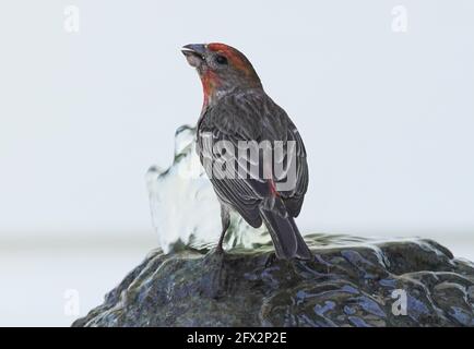 Purple Finch trinkt Wasser aus dem Brunnen, Los Angeles, Kalifornien, 9. Mai 2021 Foto von Jennifer Graylock-Graylock.com 917-519-7666 Stockfoto