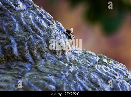 WESTERN Honey Bee trinkt Wasser aus dem Brunnen, Los Angeles, Kalifornien, 9. Mai 2021 Foto von Jennifer Graylock-Graylock.com 917-519-7666 Stockfoto
