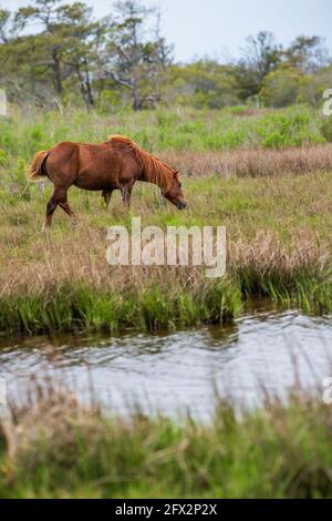 Ein wildes Pony grast in den Gräsern an der Bucht von Assateague Island National Seashore. Stockfoto