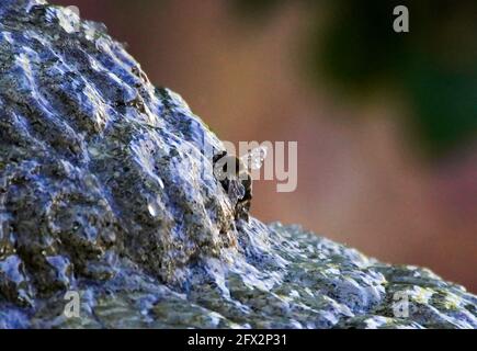 WESTERN Honey Bee trinkt Wasser aus dem Brunnen, Los Angeles, Kalifornien, 9. Mai 2021 Foto von Jennifer Graylock-Graylock.com 917-519-7666 Stockfoto